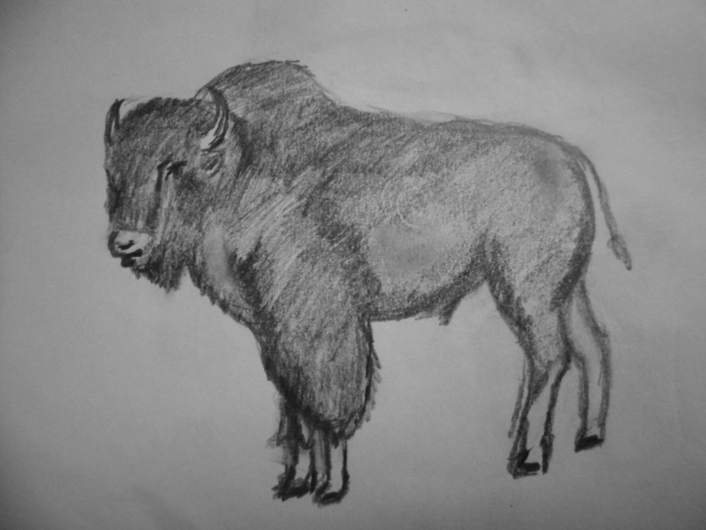 Büffel links (Zeichnung 2015)