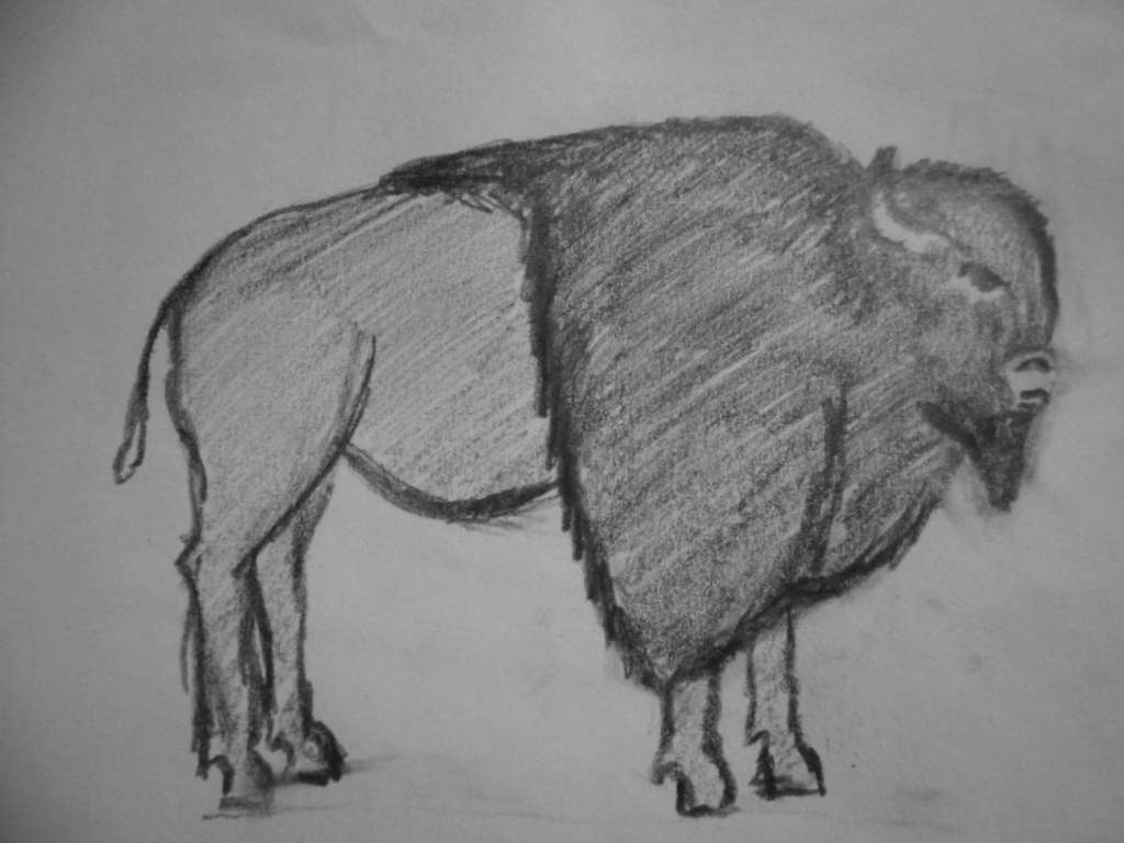 Büffel rechts (Zeichnung 2015)
