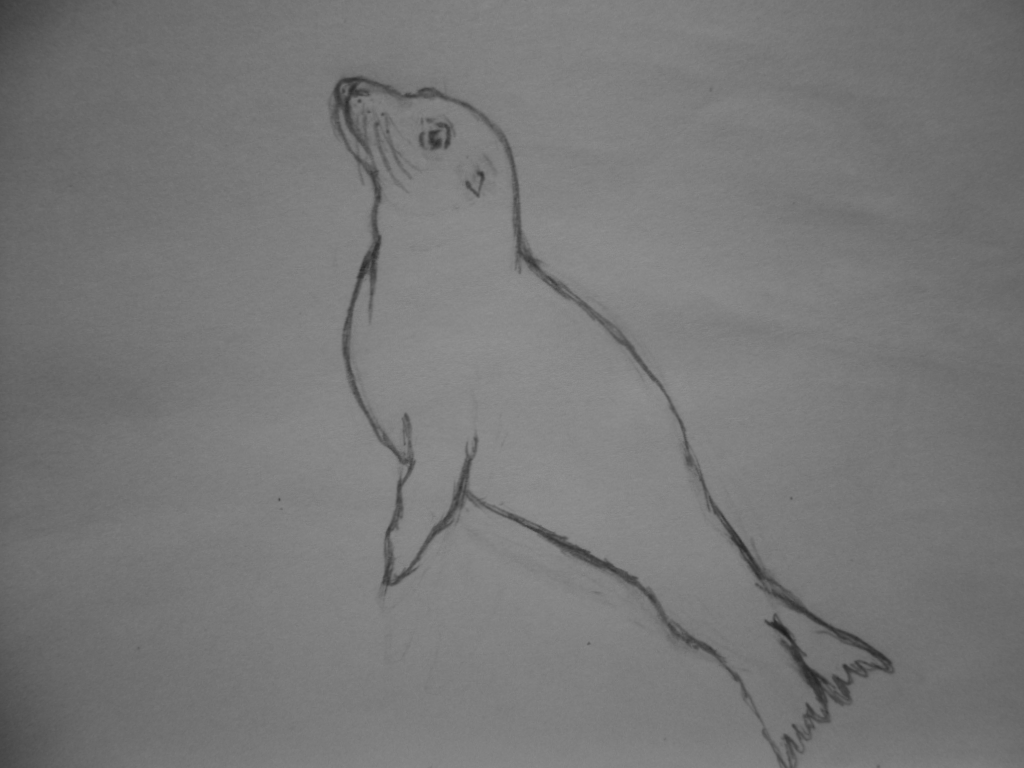 Seehund treibend im Meer, links (Zeichnung 2015)