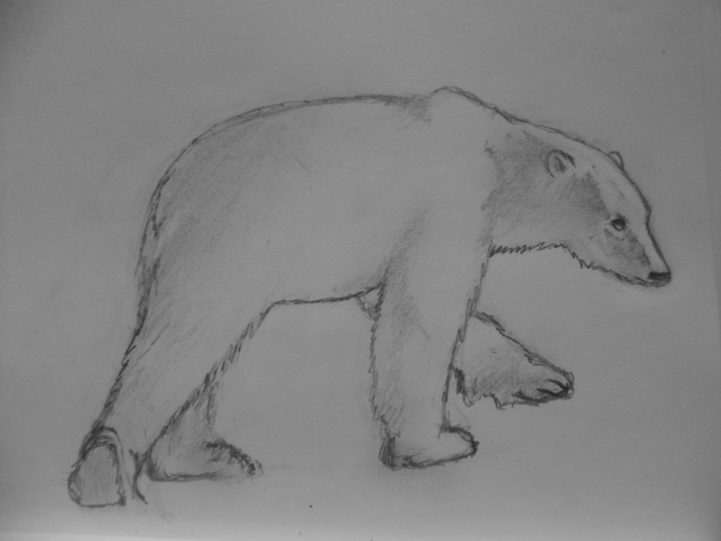 Eisbär rechts (Zeichnung 2015)